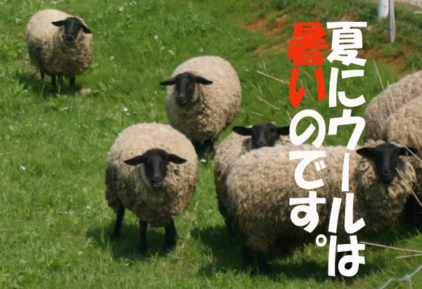 Sheeps.jpg